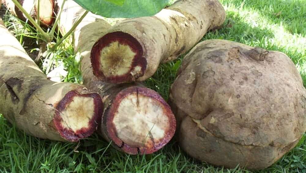 艳紫铆的益处与副作用