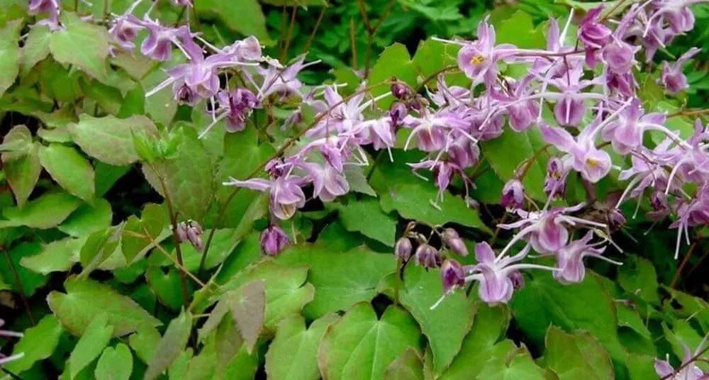 When should you take Horny Goat Weed?